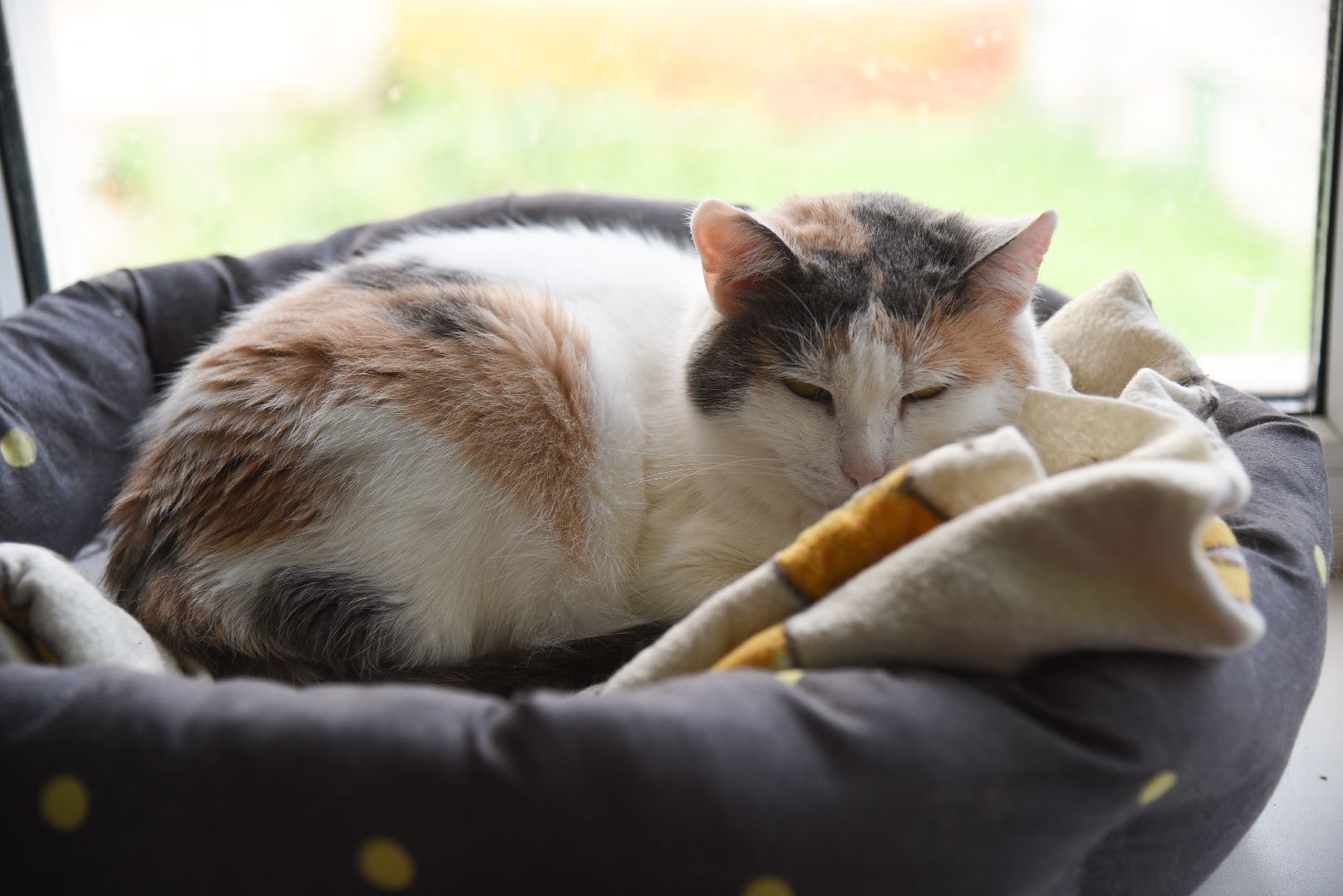 Химки, котокафе, кошки, животные