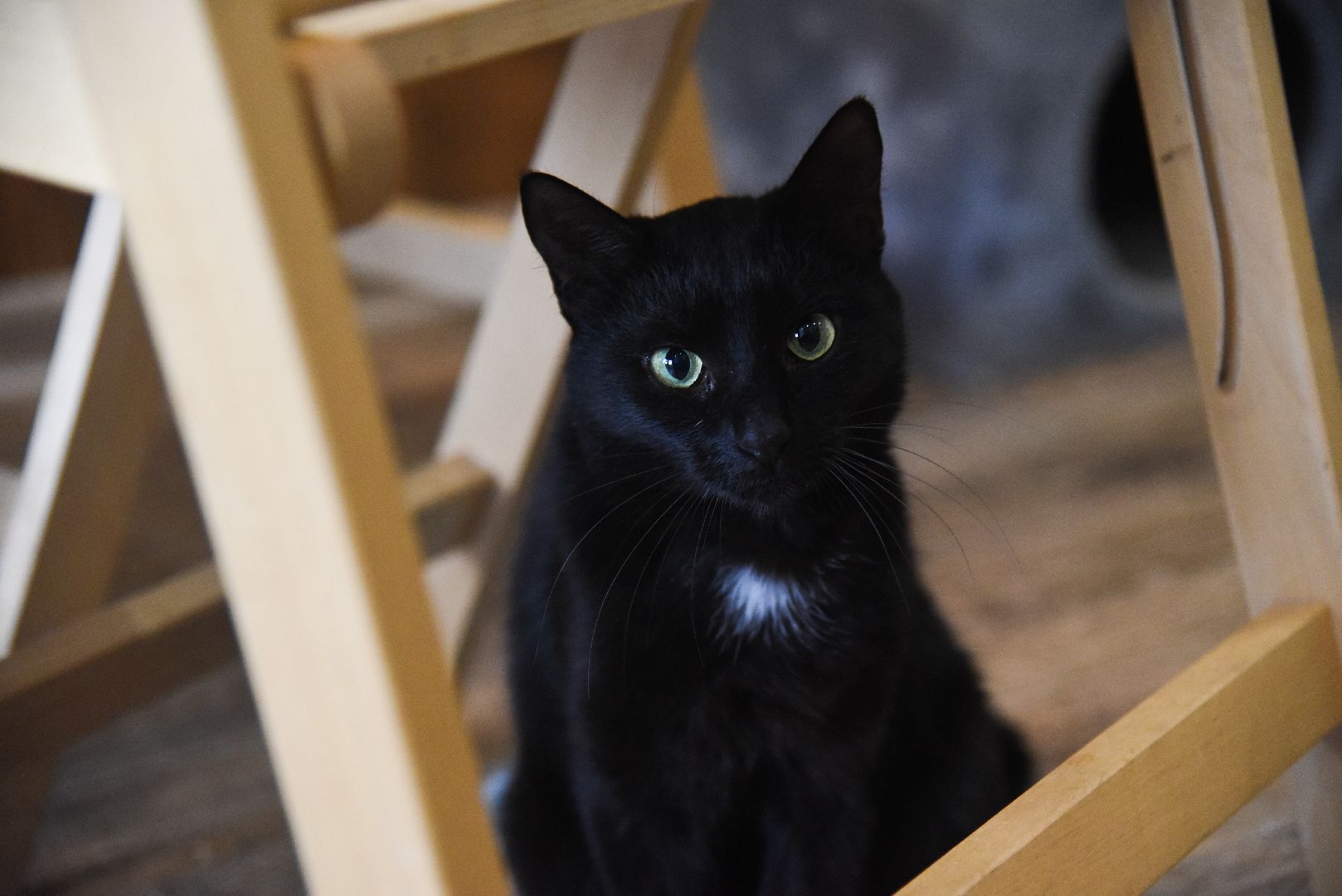 Химки, котокафе, кошки, животные