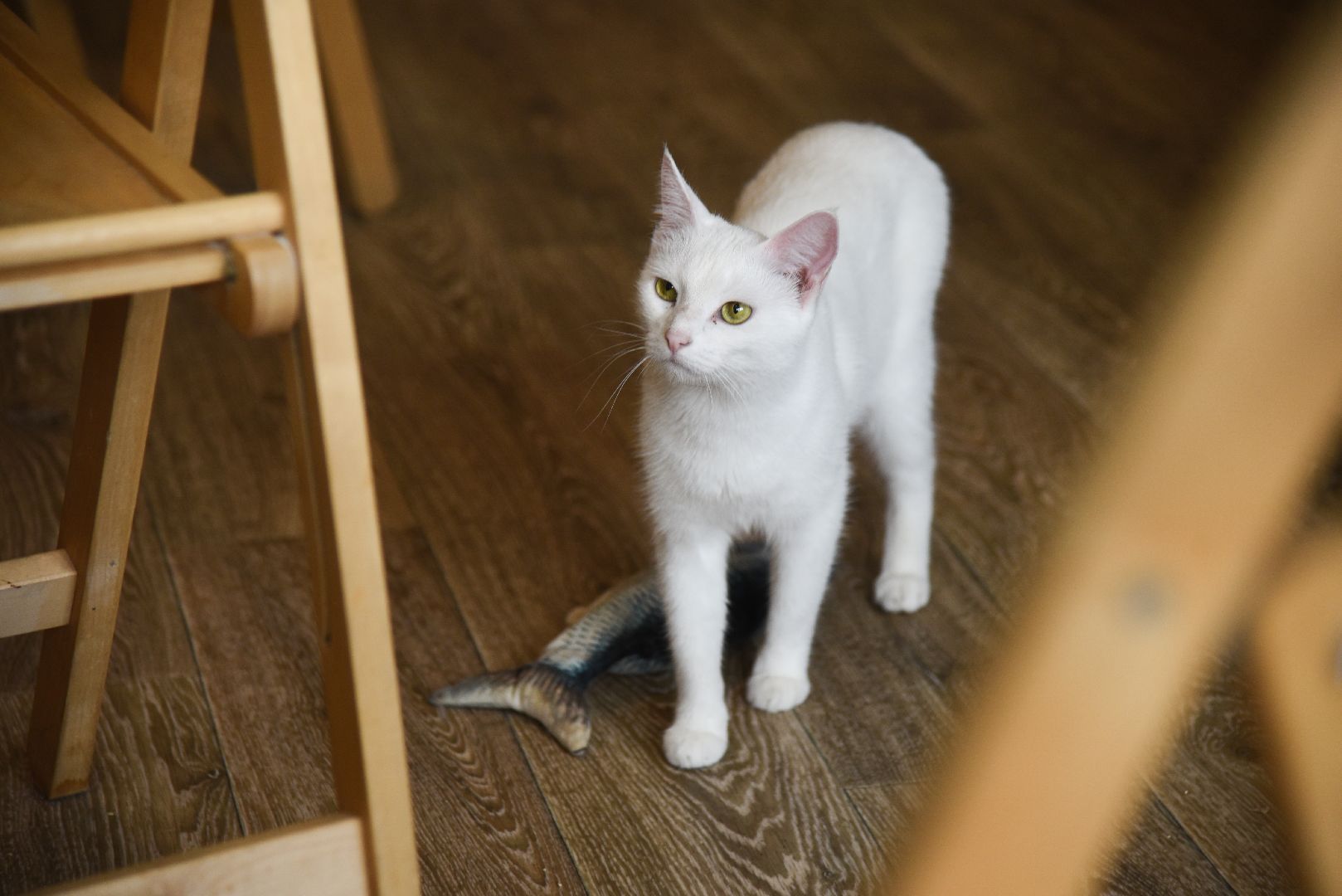 Химки, котокафе, кошки, животные