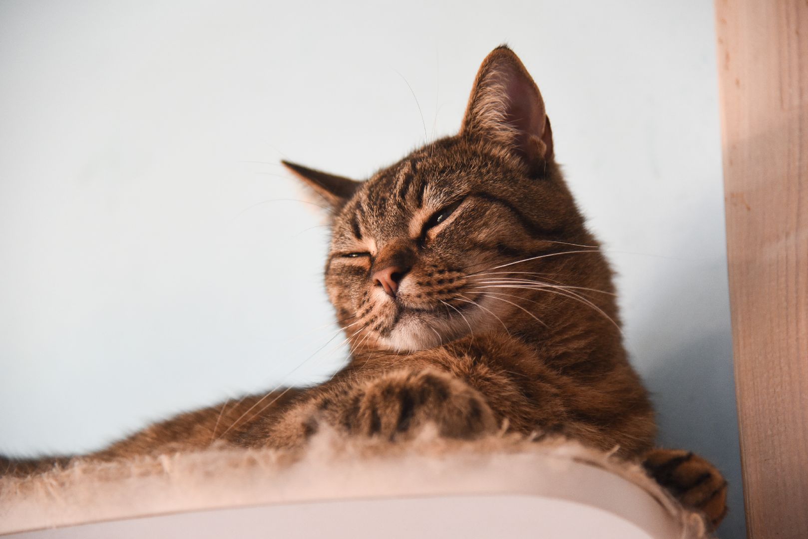 Химки, котокафе, кошки, животные