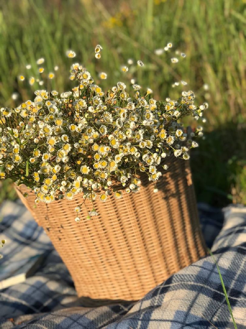 #Рошаль#TrishaHandMade#IrinaProsto#творчество#БольшаяШатура