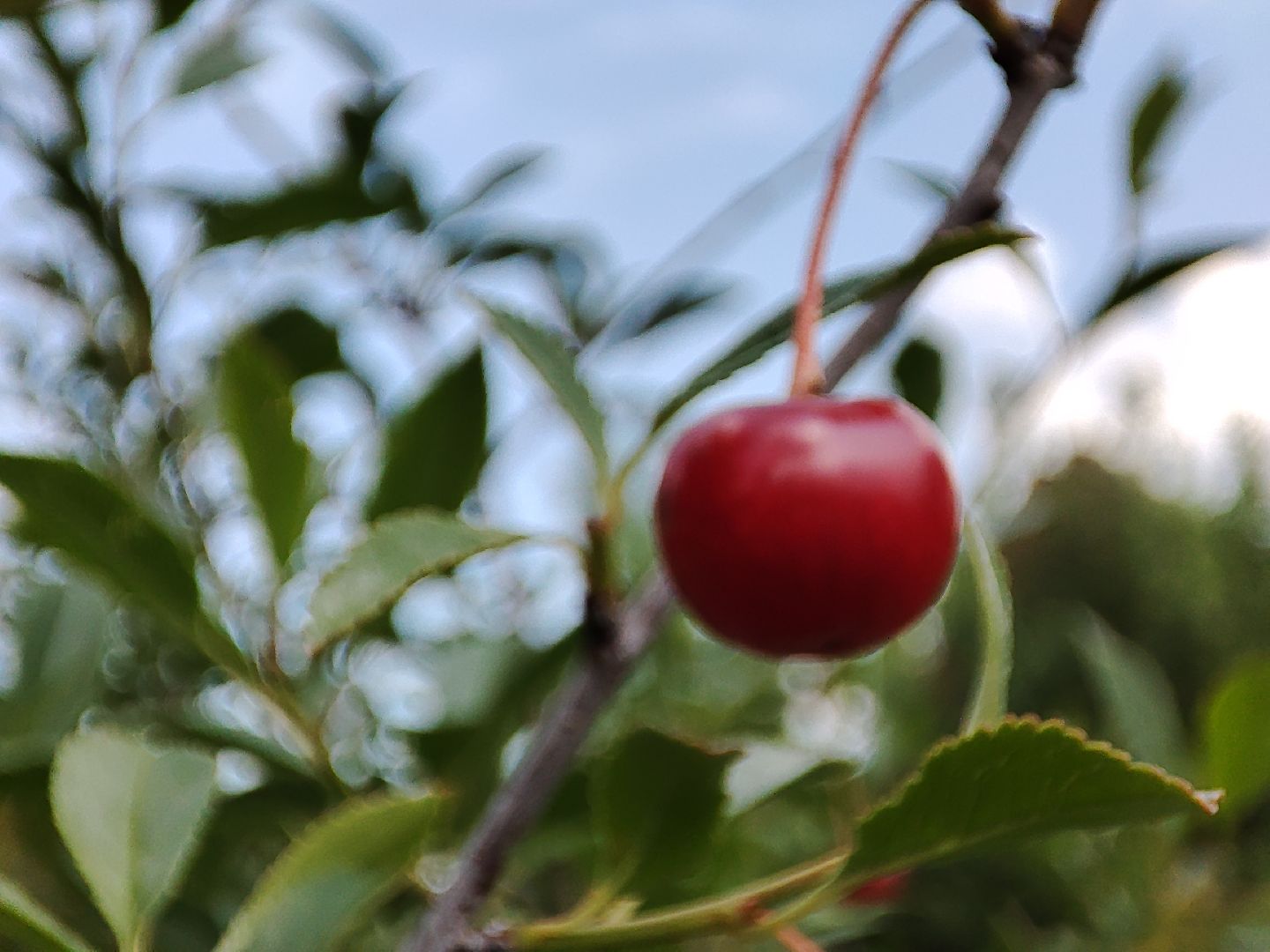 #талдомскийокруг, #вишня, #ягодымосковскойобласти, #вербилки, #лето