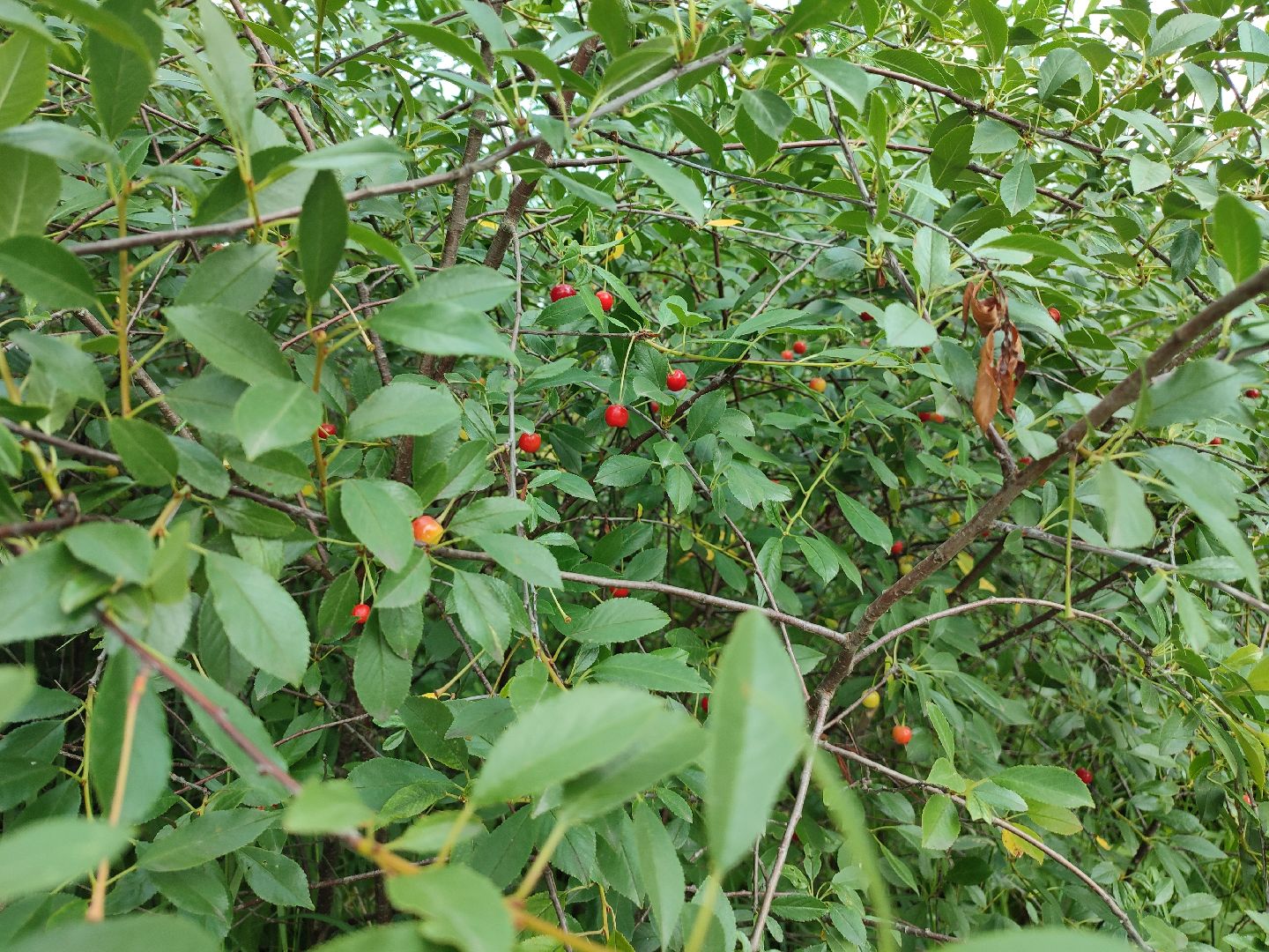 #талдомскийокруг, #вишня, #ягодымосковскойобласти, #вербилки, #лето