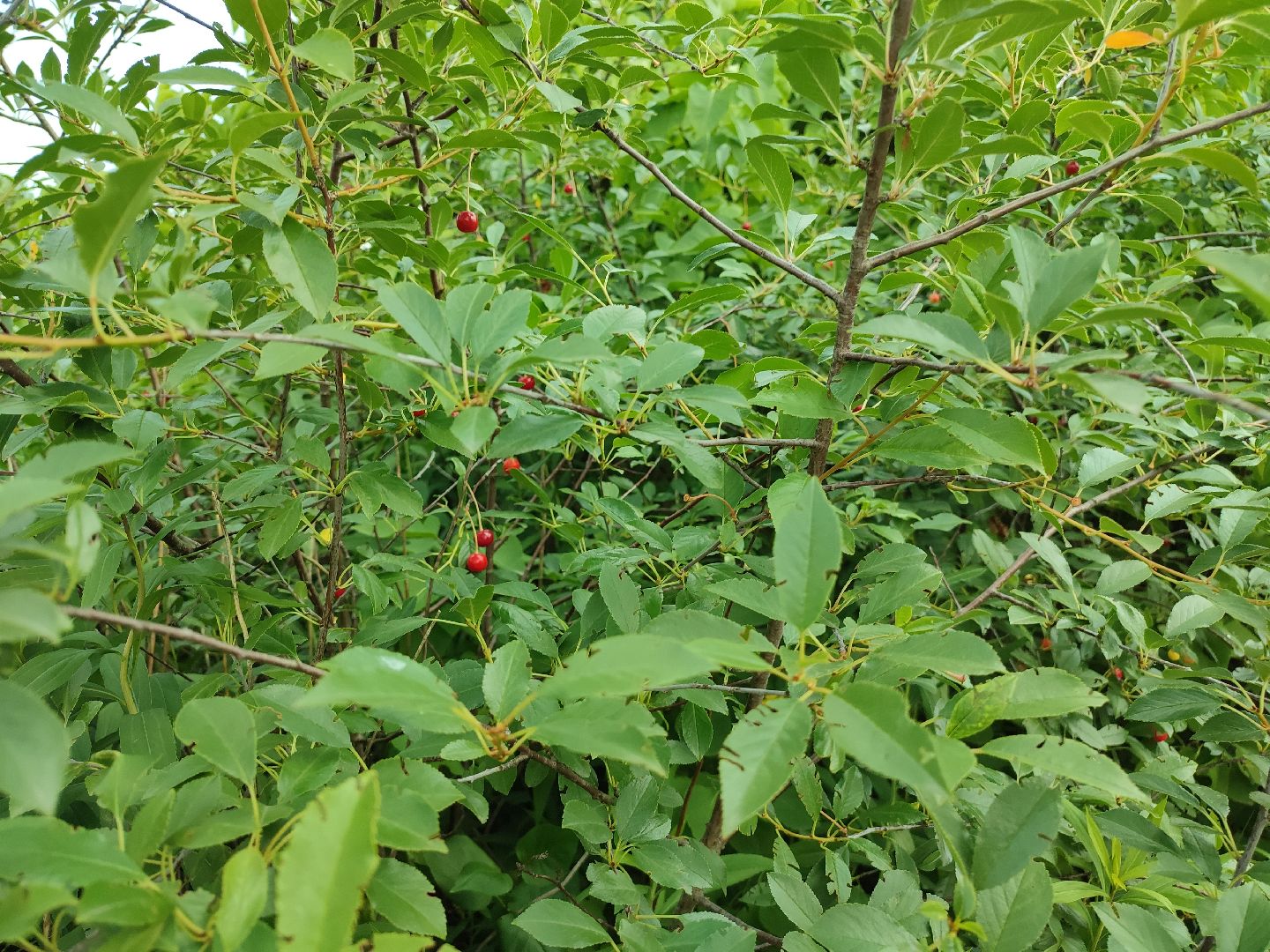 #талдомскийокруг, #вишня, #ягодымосковскойобласти, #вербилки, #лето