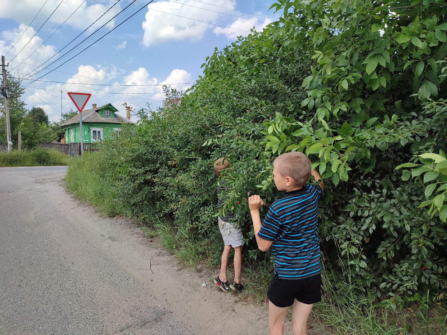 #талдомскийокруг, #вишня, #ягодымосковскойобласти, #вербилки, #лето