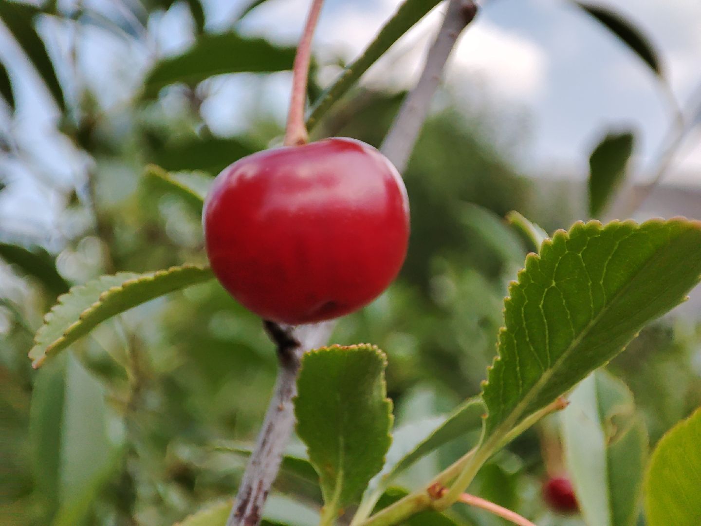 #талдомскийокруг, #вишня, #ягодымосковскойобласти, #вербилки, #лето