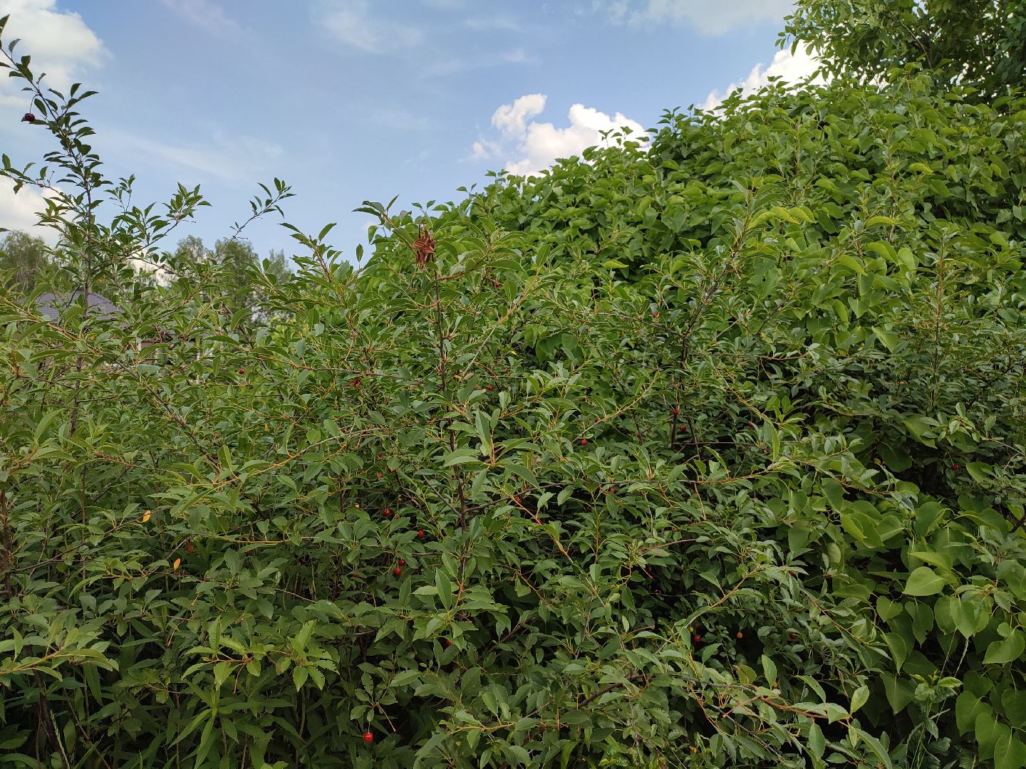 #талдомскийокруг, #вишня, #ягодымосковскойобласти, #вербилки, #лето