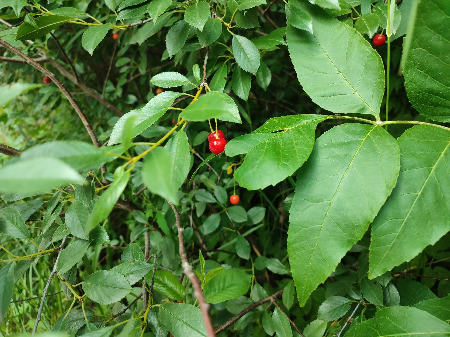 #талдомскийокруг, #вишня, #ягодымосковскойобласти, #вербилки, #лето