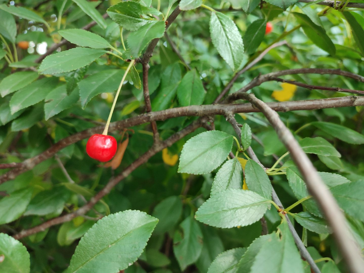 #талдомскийокруг, #вишня, #ягодымосковскойобласти, #вербилки, #лето