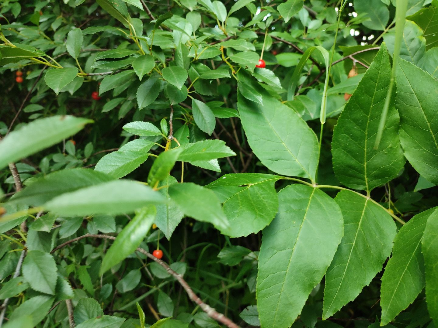 #талдомскийокруг, #вишня, #ягодымосковскойобласти, #вербилки, #лето