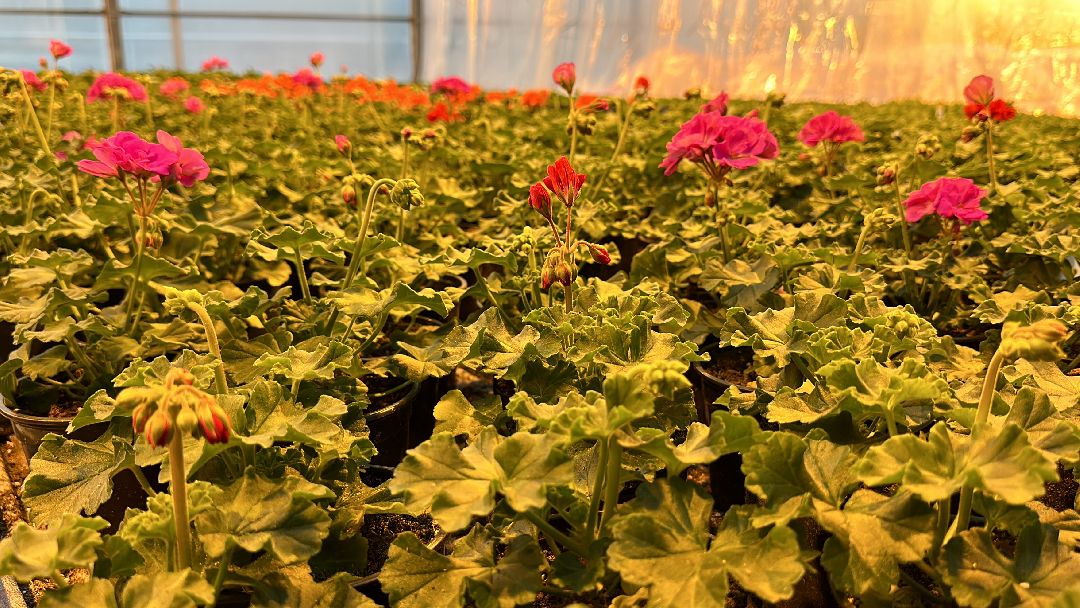 Одинцово, Овощи, Цаеты, 8 марта, Импортозамещение