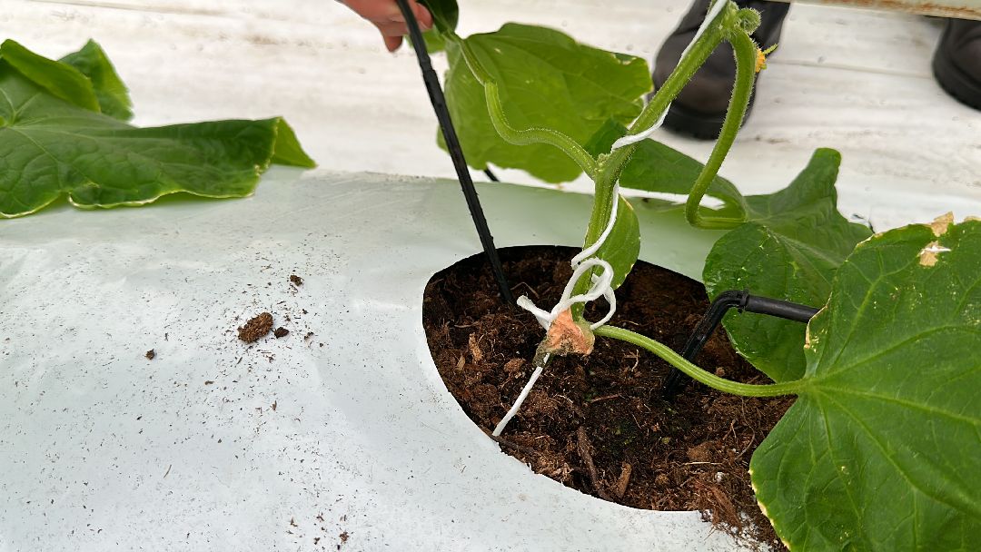 Одинцово, Овощи, Цаеты, 8 марта, Импортозамещение