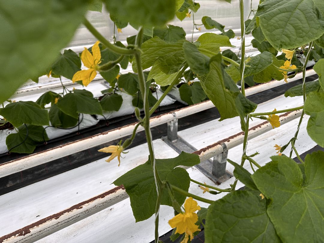 Одинцово, Овощи, Цаеты, 8 марта, Импортозамещение