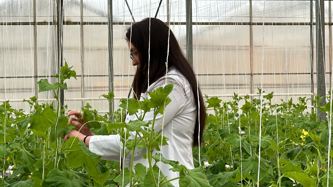 Одинцово, Овощи, Цаеты, 8 марта, Импортозамещение