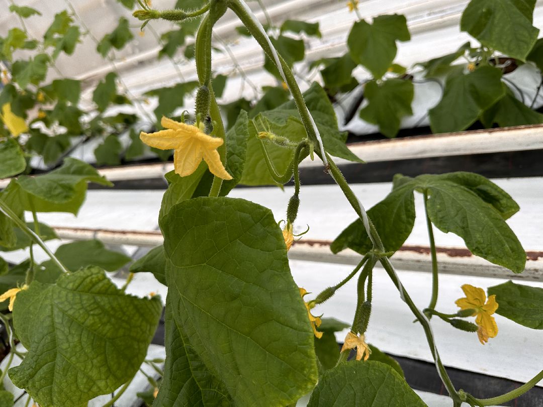 Одинцово, Овощи, Цаеты, 8 марта, Импортозамещение