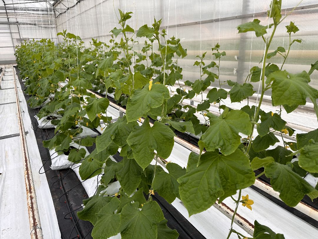 Одинцово, Овощи, Цаеты, 8 марта, Импортозамещение