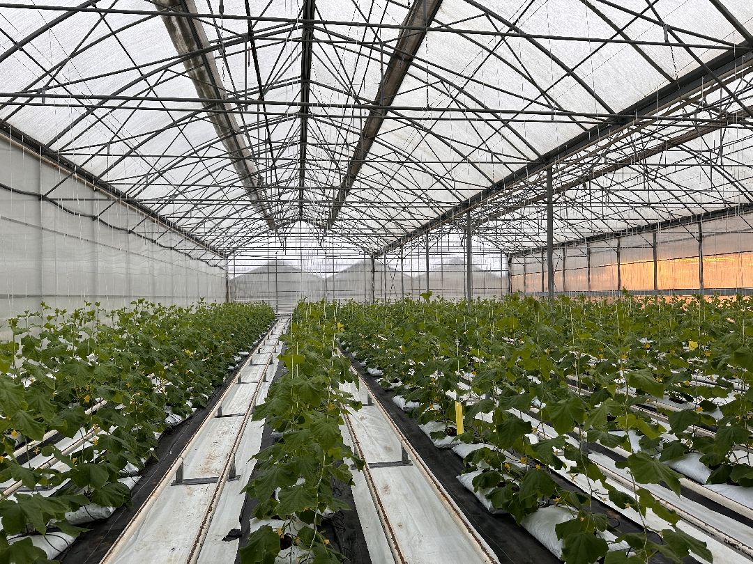 Одинцово, Овощи, Цаеты, 8 марта, Импортозамещение