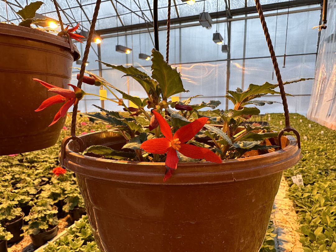 Одинцово, Овощи, Цаеты, 8 марта, Импортозамещение