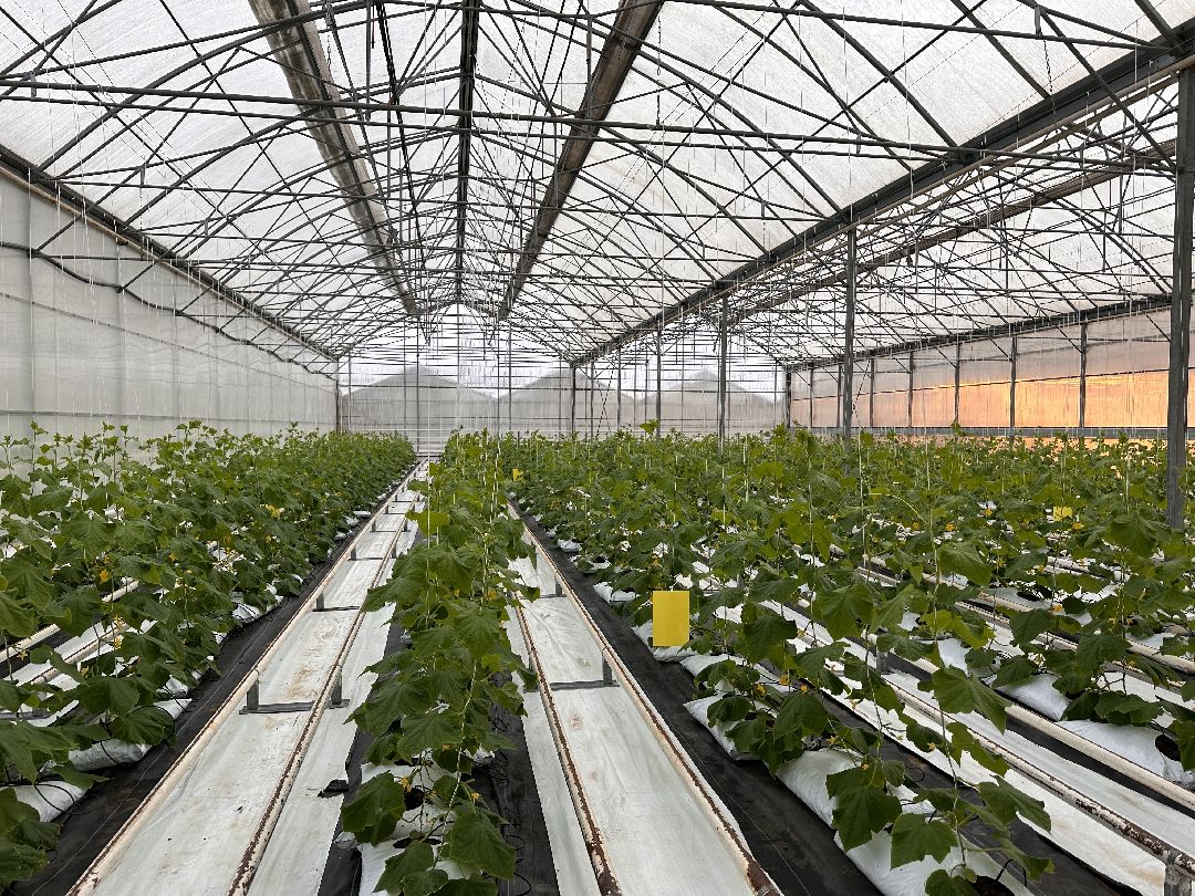 Одинцово, Овощи, Цаеты, 8 марта, Импортозамещение