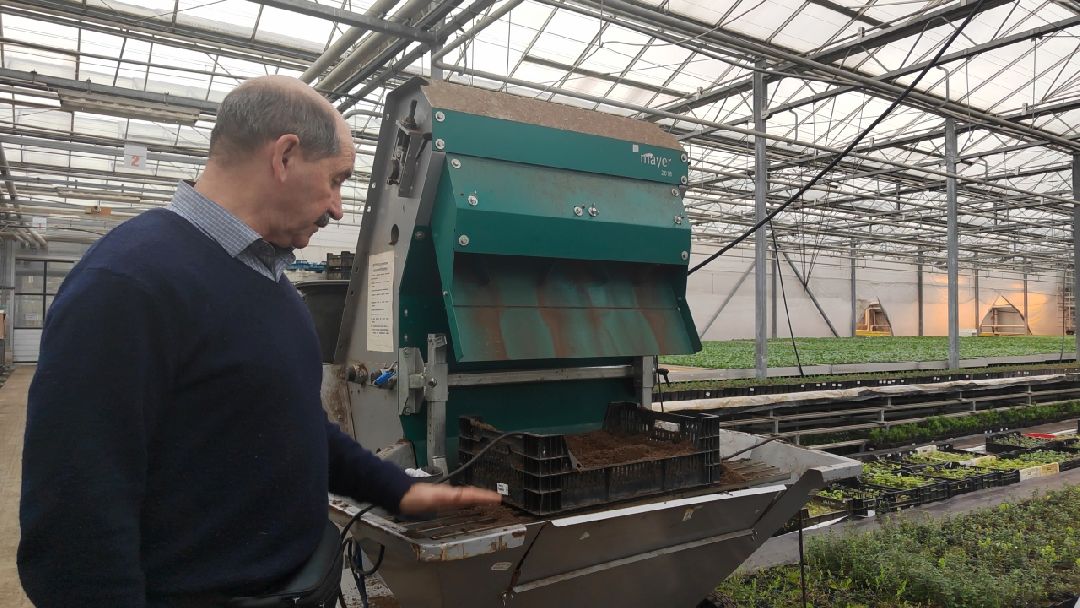 Пушкино, Пушкинский, Тарасовка, Клязьма, Тюльпаны, 8 марта, производство, хозяйство