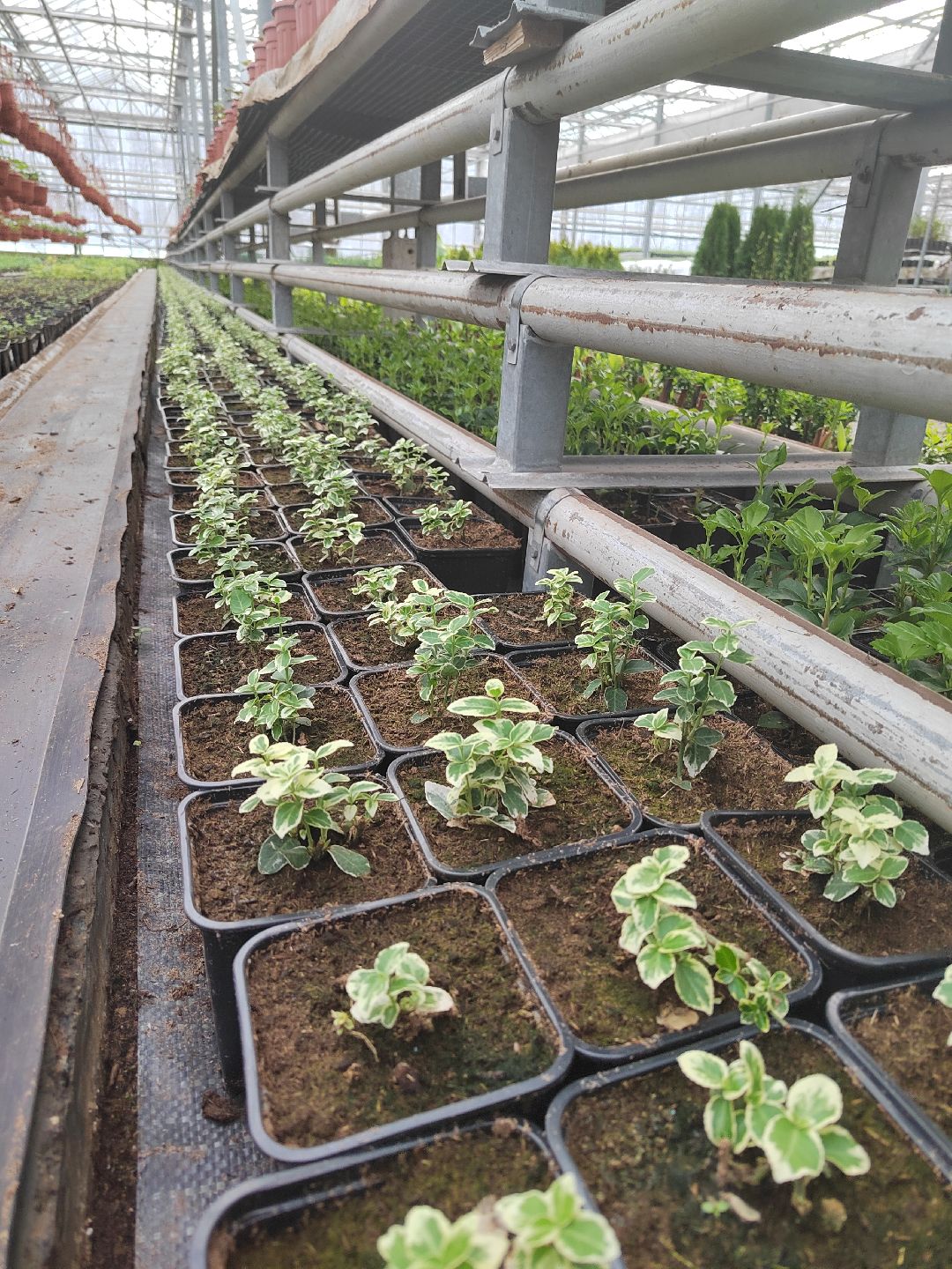 Пушкино, Пушкинский, Тарасовка, Клязьма, Тюльпаны, 8 марта, производство, хозяйство