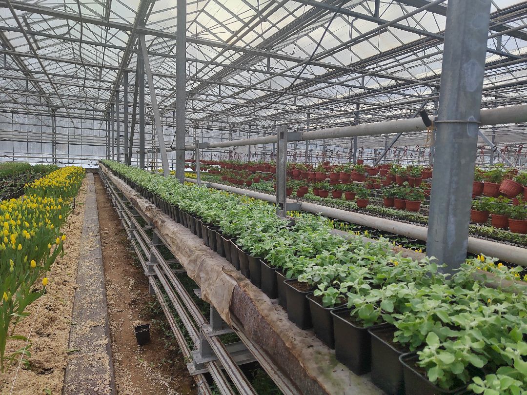 Пушкино, Пушкинский, Тарасовка, Клязьма, Тюльпаны, 8 марта, производство, хозяйство