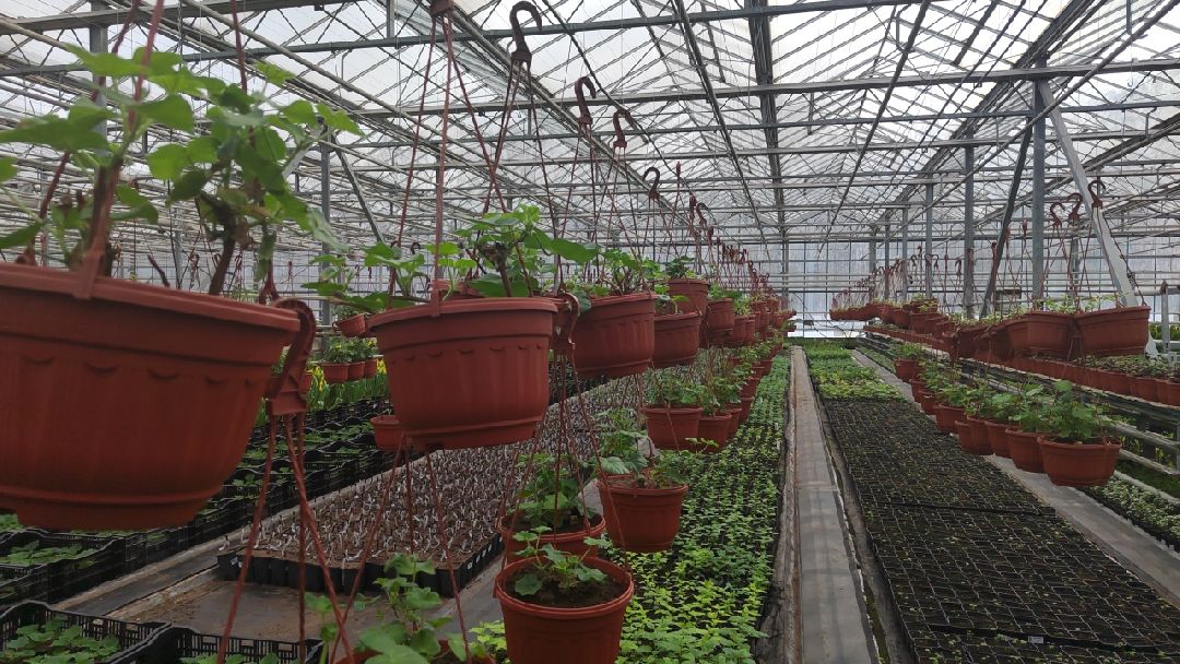 Пушкино, Пушкинский, Тарасовка, Клязьма, Тюльпаны, 8 марта, производство, хозяйство