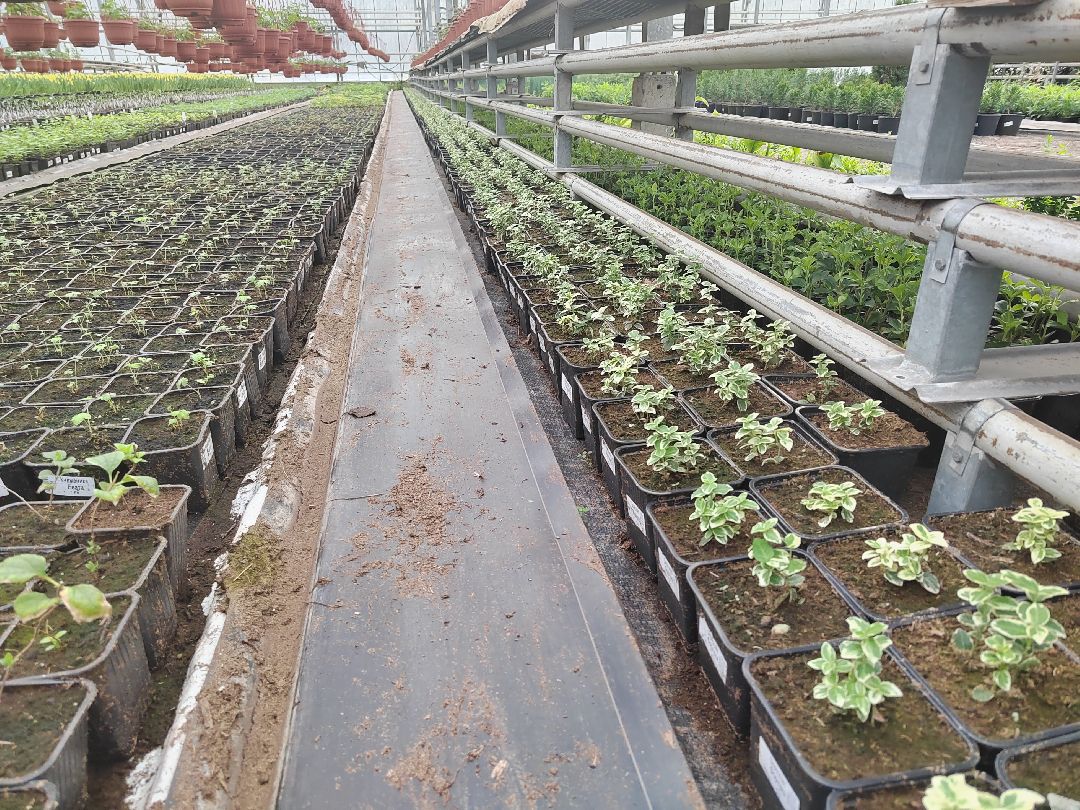 Пушкино, Пушкинский, Тарасовка, Клязьма, Тюльпаны, 8 марта, производство, хозяйство