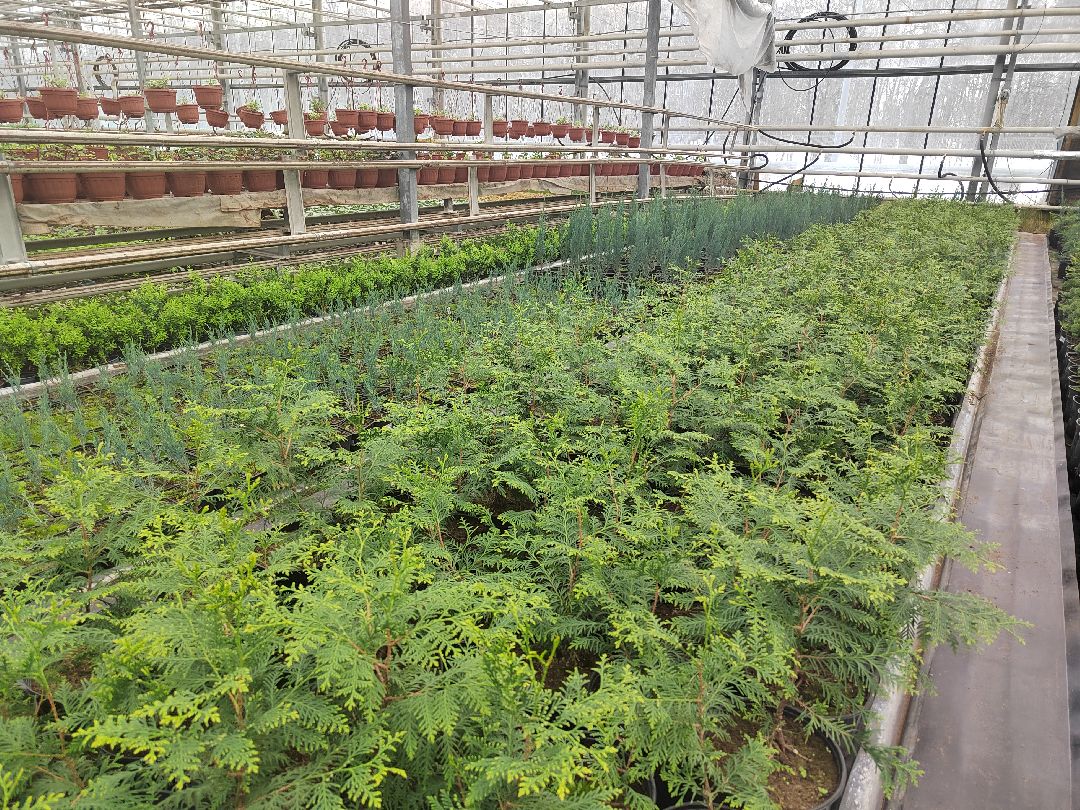 Пушкино, Пушкинский, Тарасовка, Клязьма, Тюльпаны, 8 марта, производство, хозяйство