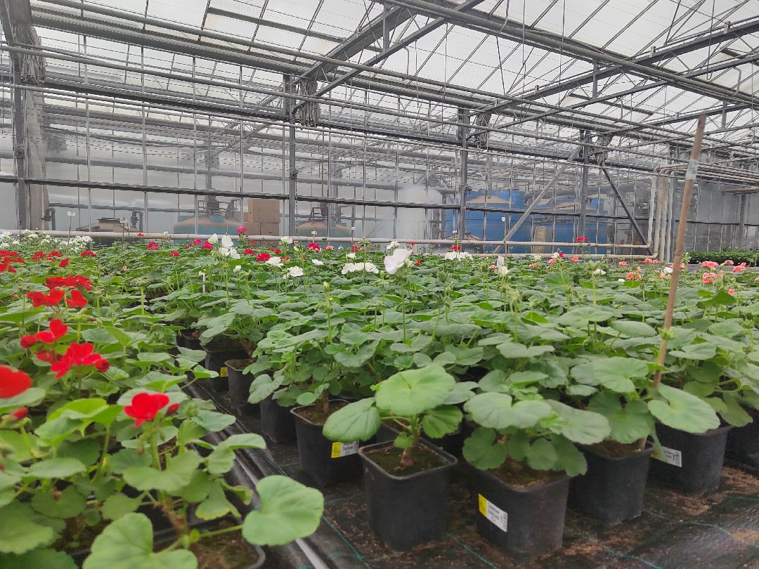 Пушкино, Пушкинский, Тарасовка, Клязьма, Тюльпаны, 8 марта, производство, хозяйство