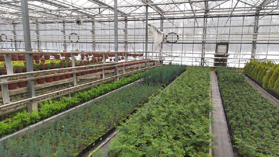 Пушкино, Пушкинский, Тарасовка, Клязьма, Тюльпаны, 8 марта, производство, хозяйство