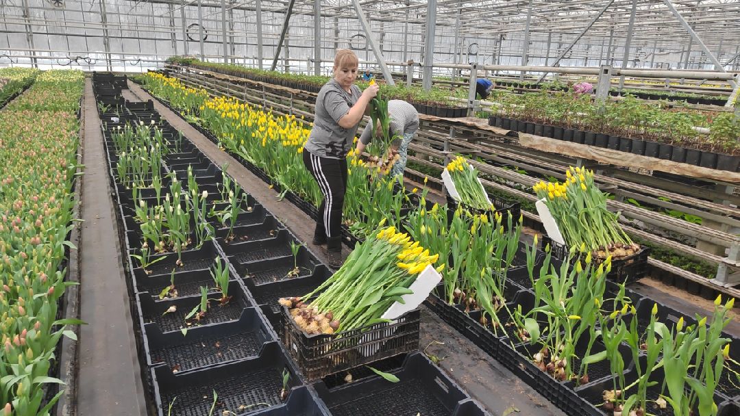 Пушкино, Пушкинский, 8 марта, тюльпаны, праздник, милые дамы, Весна в Подмосковье, Международный женский день