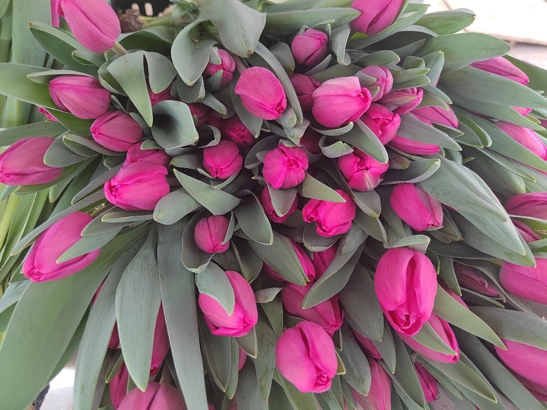 Пушкино, Пушкинский, 8 марта, тюльпаны, праздник, милые дамы, Весна в Подмосковье, Международный женский день