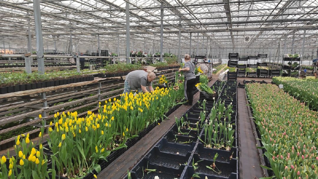 Пушкино, Пушкинский, 8 марта, тюльпаны, праздник, милые дамы, Весна в Подмосковье, Международный женский день