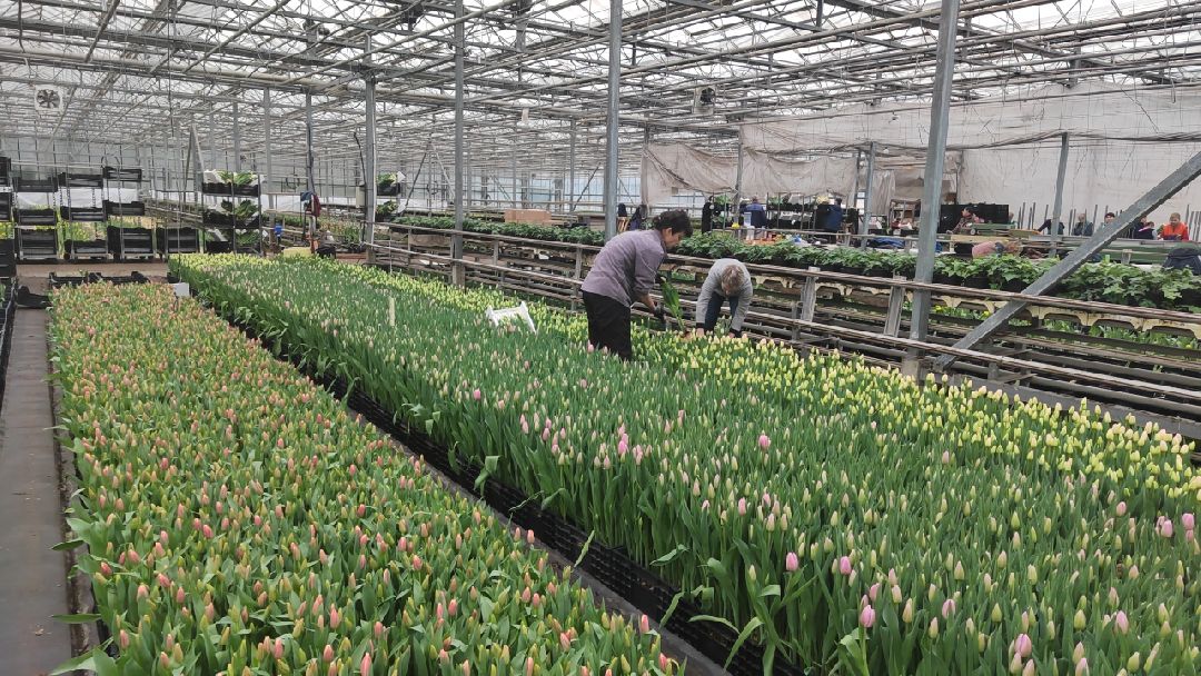 Пушкино, Пушкинский, 8 марта, тюльпаны, праздник, милые дамы, Весна в Подмосковье, Международный женский день