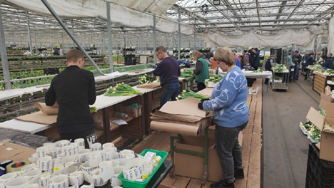 Пушкино, Пушкинский, 8 марта, тюльпаны, праздник, милые дамы, Весна в Подмосковье, Международный женский день