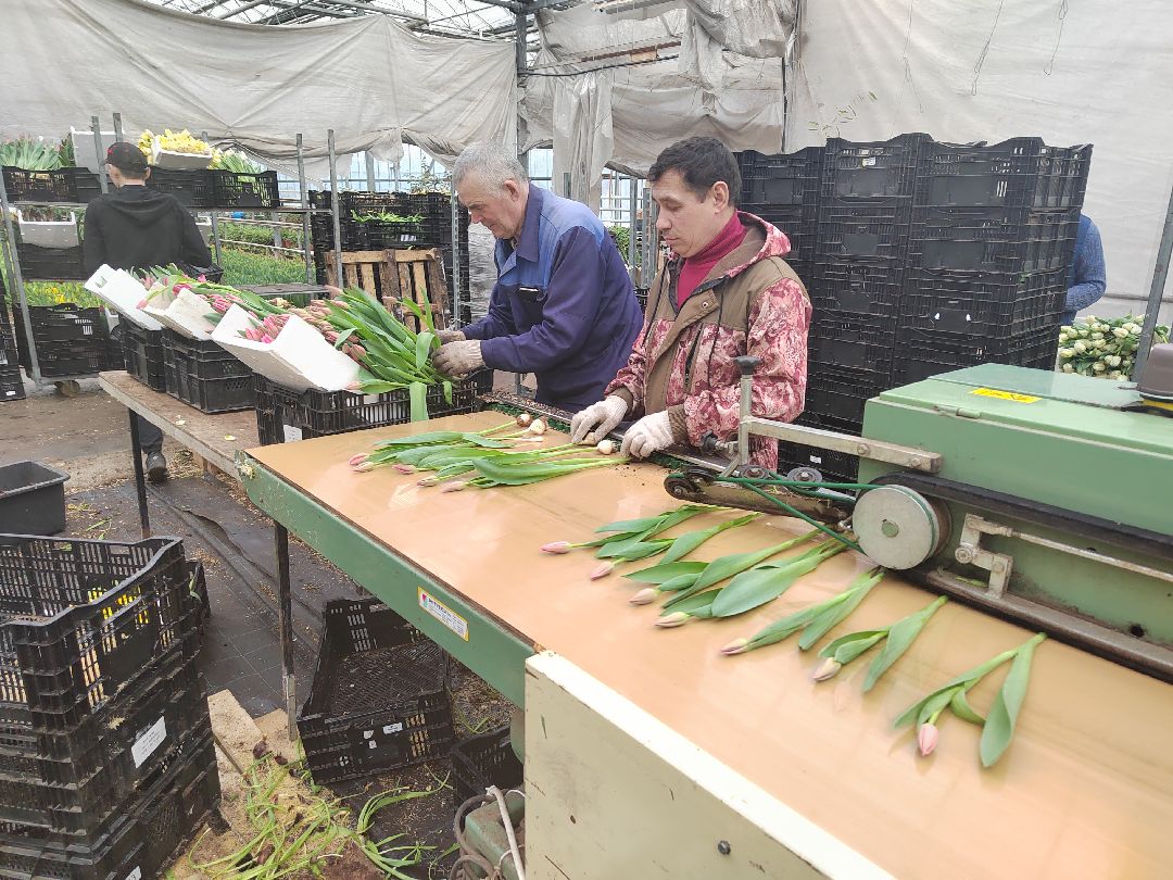 Пушкино, Пушкинский, 8 марта, тюльпаны, праздник, милые дамы, Весна в Подмосковье, Международный женский день