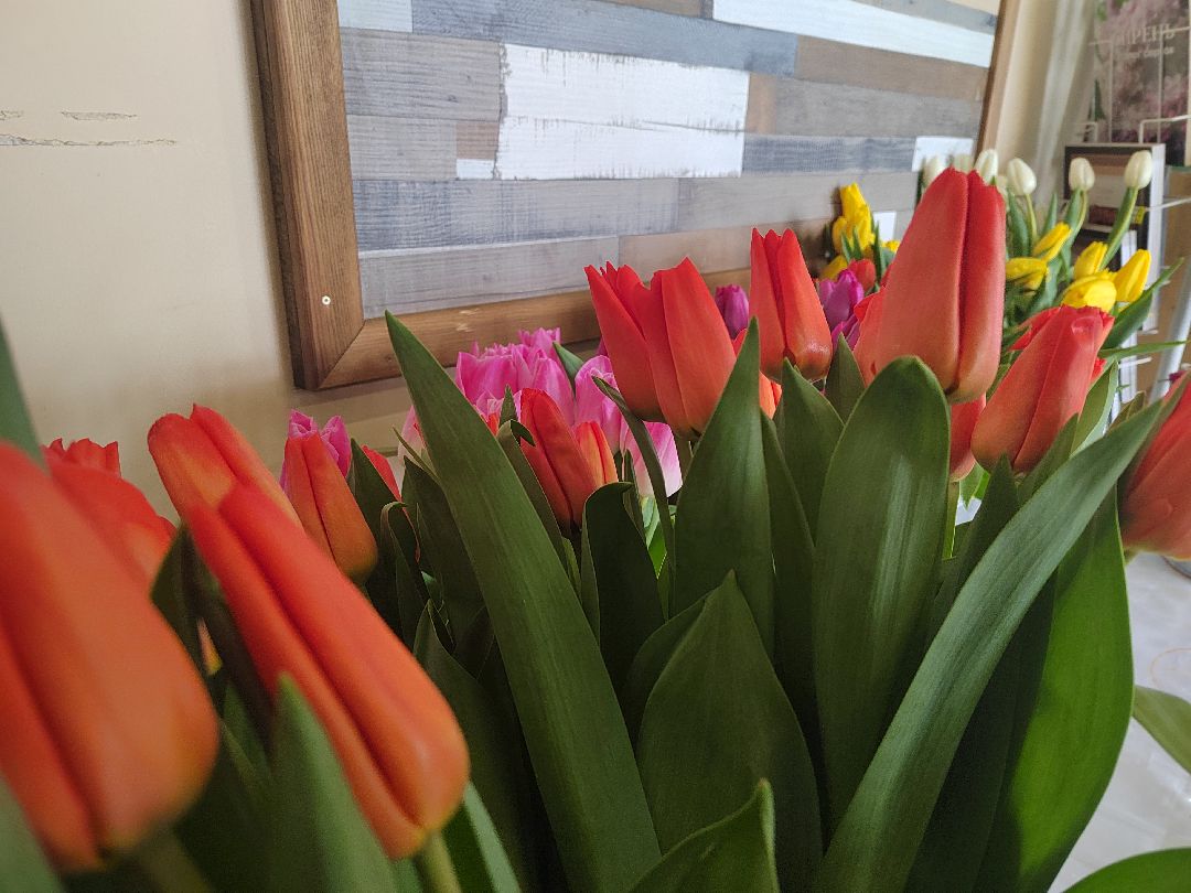 Пушкино, Пушкинский, 8 марта, тюльпаны, праздник, милые дамы, Весна в Подмосковье, Международный женский день