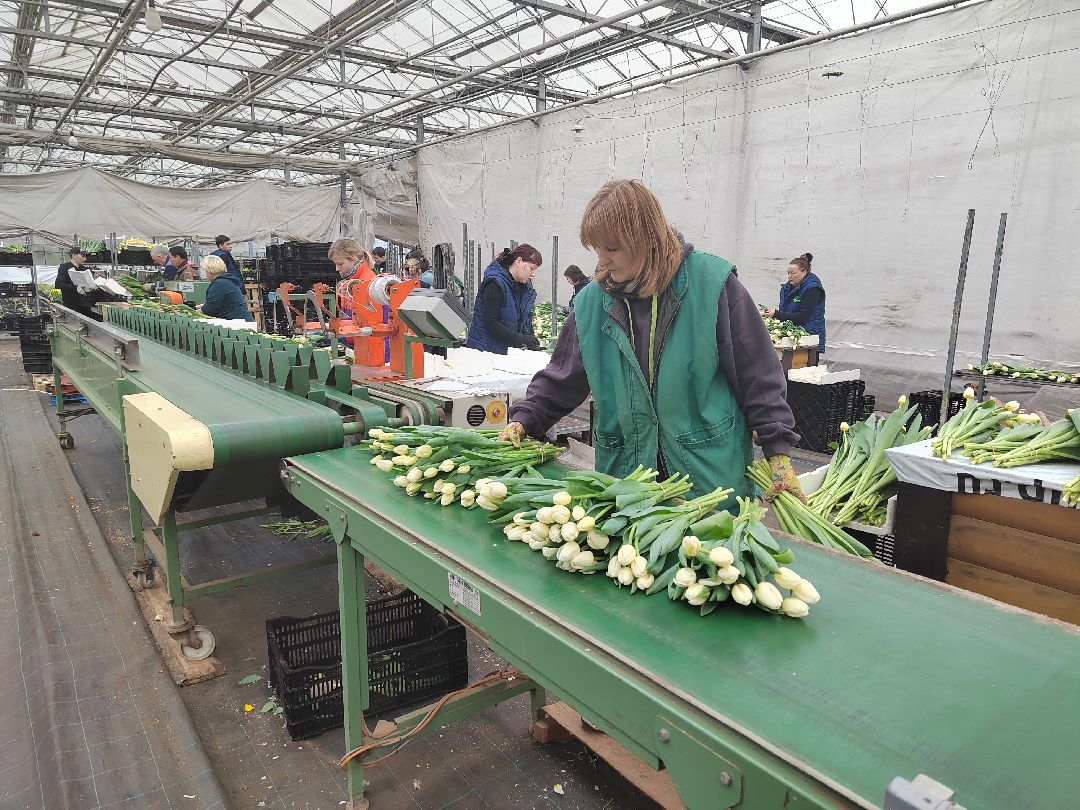 Пушкино, Пушкинский, 8 марта, тюльпаны, праздник, милые дамы, Весна в Подмосковье, Международный женский день