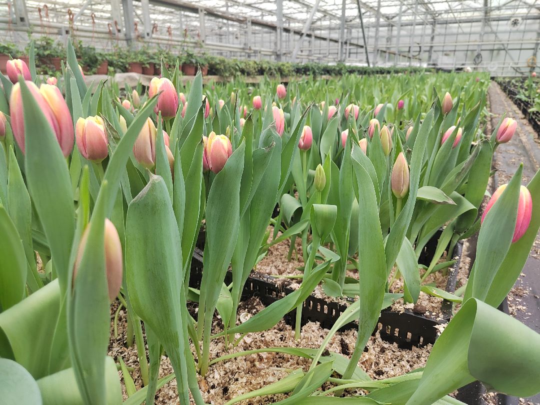 Пушкино, Пушкинский, 8 марта, тюльпаны, праздник, милые дамы, Весна в Подмосковье, Международный женский день