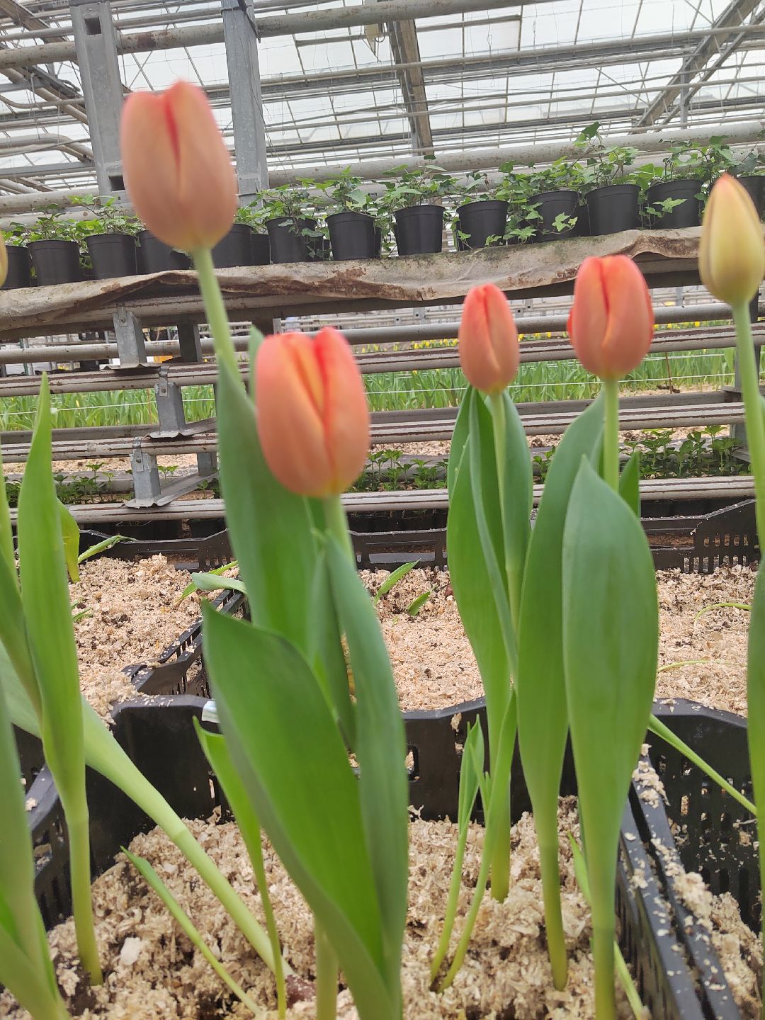 Пушкино, Пушкинский, 8 марта, тюльпаны, праздник, милые дамы, Весна в Подмосковье, Международный женский день