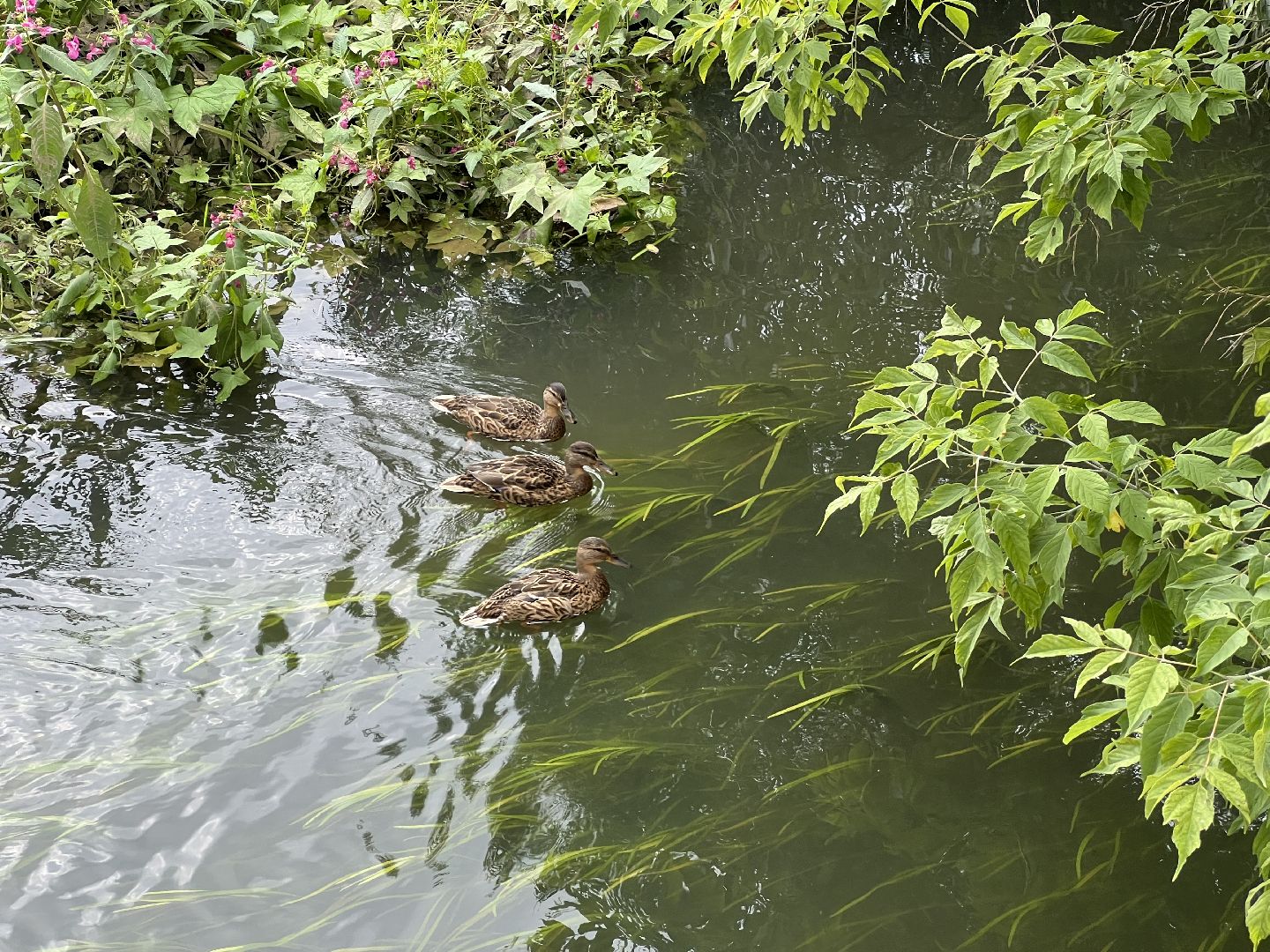 Химки, микрорайон Сходня, экология, река Горетовка