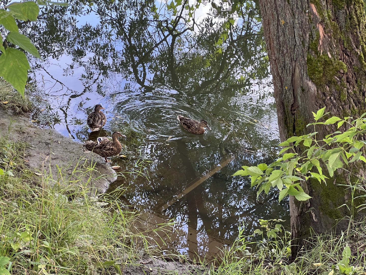 Химки, микрорайон Сходня, экология, река Горетовка