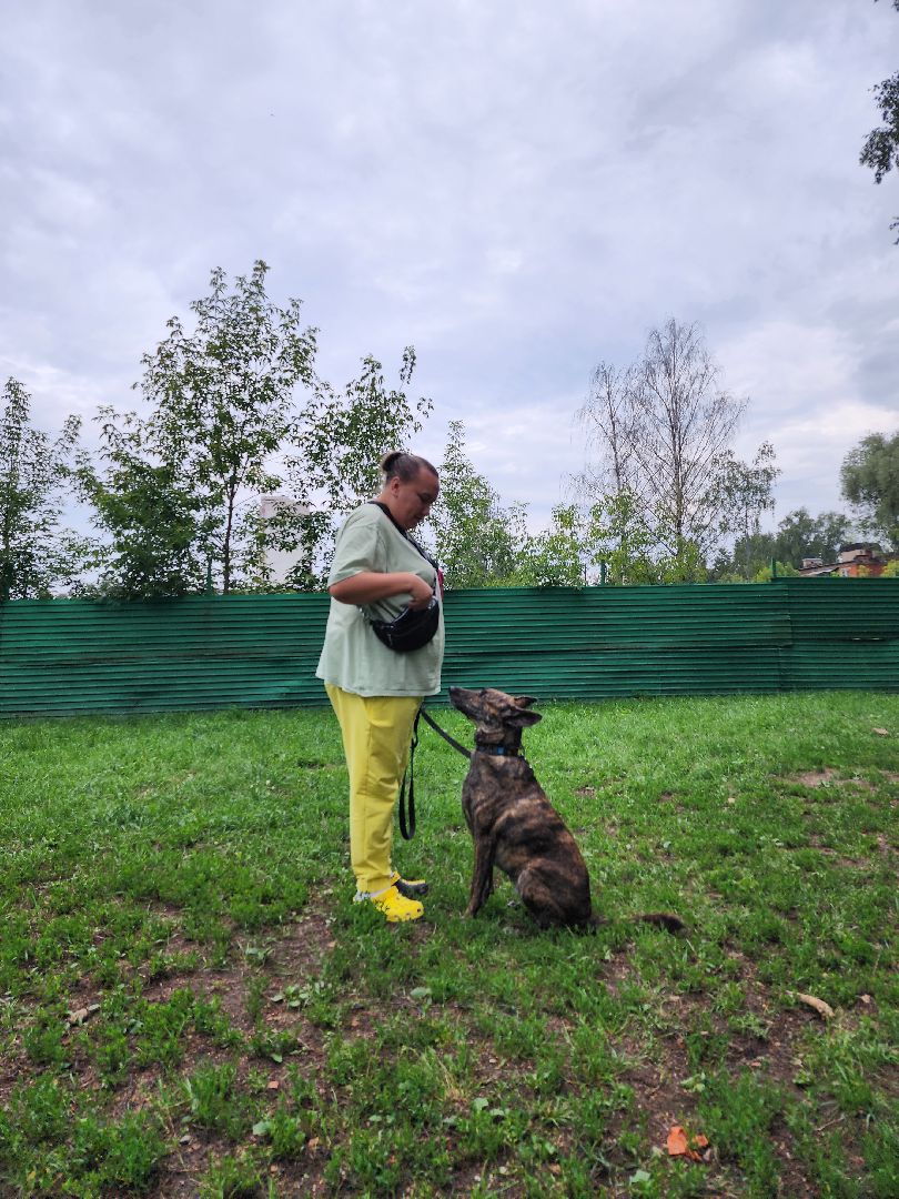 Объединение, собаководы, кинолог, Старая Купавна, Богородский городской округ