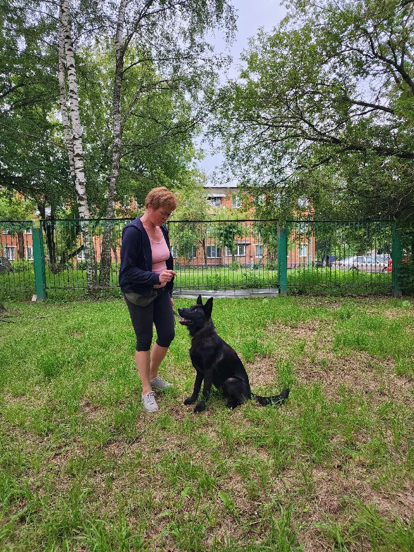 Объединение, собаководы, кинолог, Старая Купавна, Богородский городской округ
