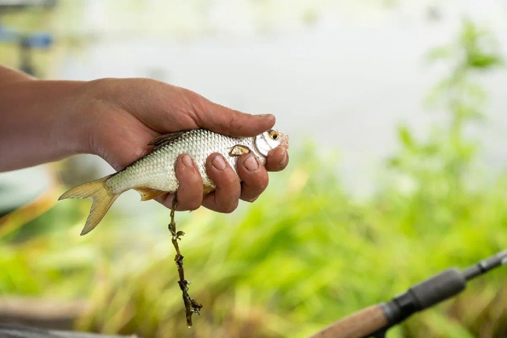 Спорт, рыбалка, Клязьма, Подмосковный берег, Орехово-Зуево