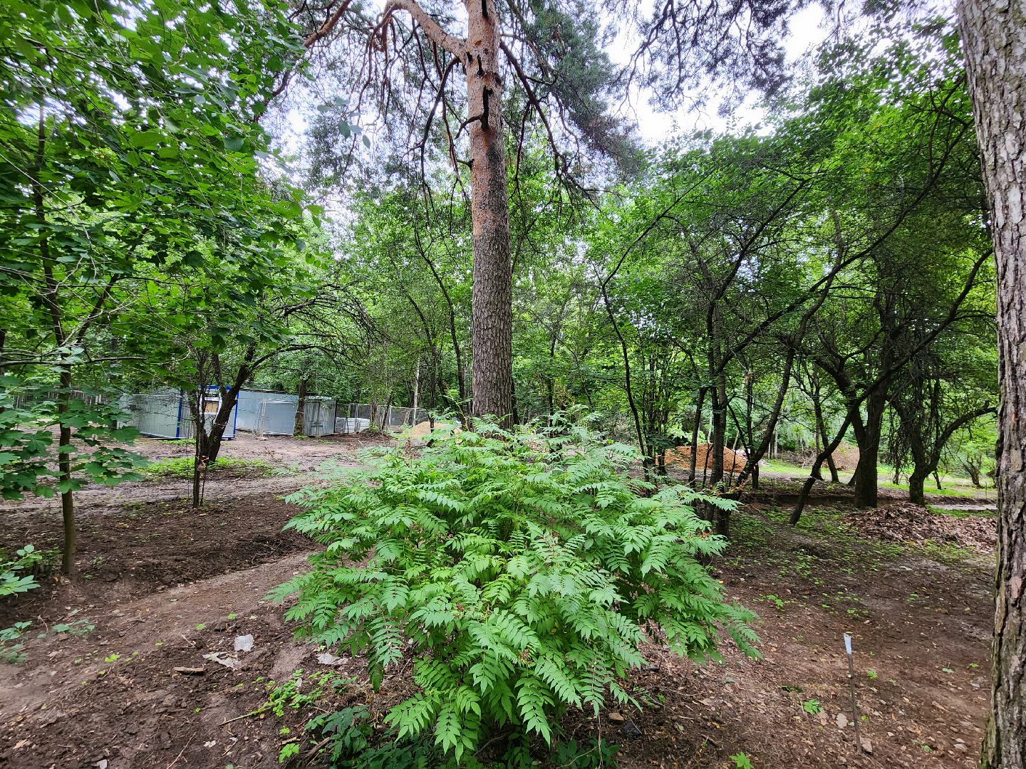 Одинцово, благоустройство, реконструкция, улица, ремонт, сквер,