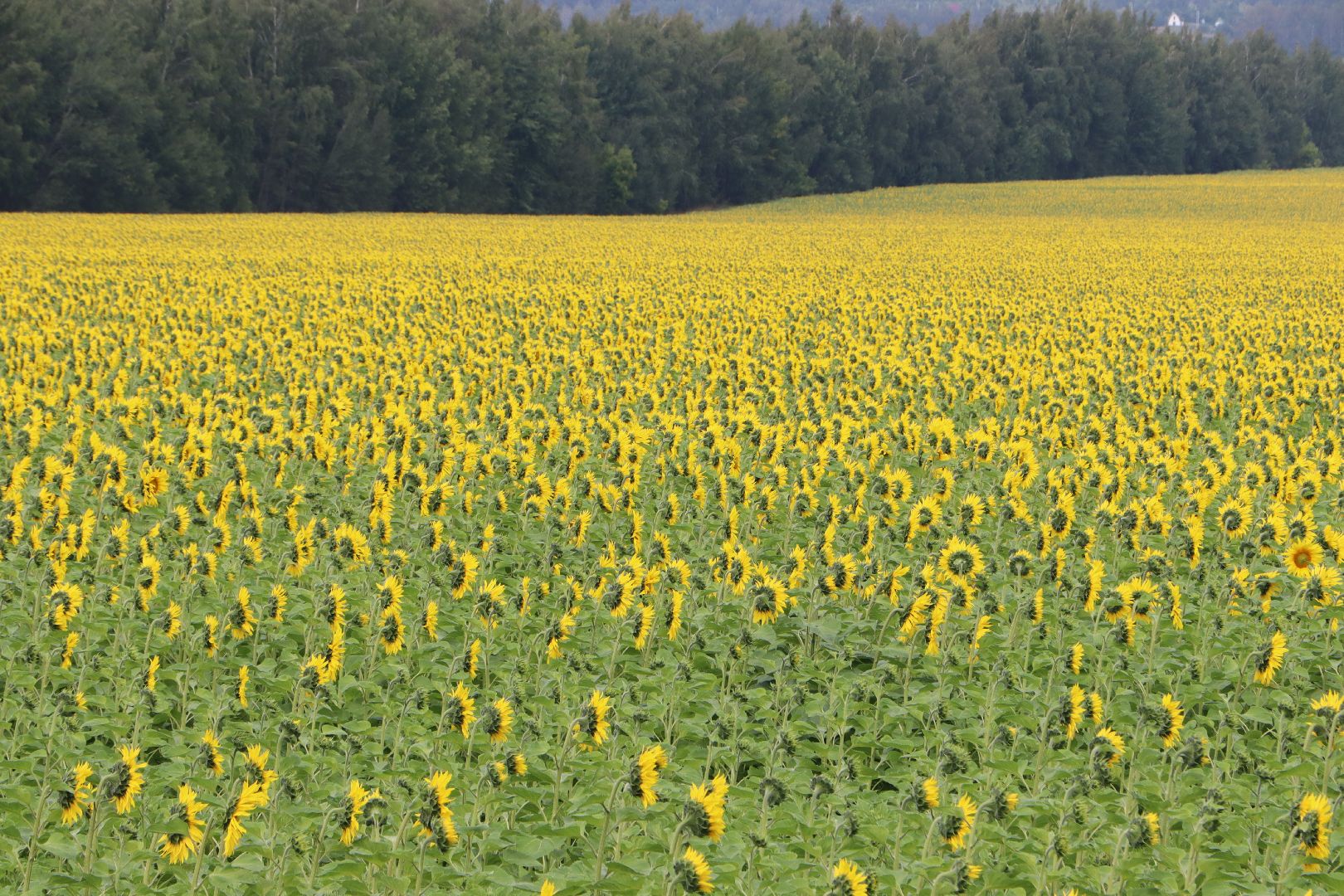Серебряные Пруды, сельское хозяйство, урожай 2023