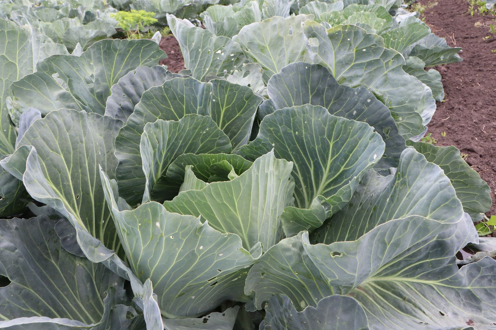 Серебряные Пруды, сельское хозяйство, урожай 2023