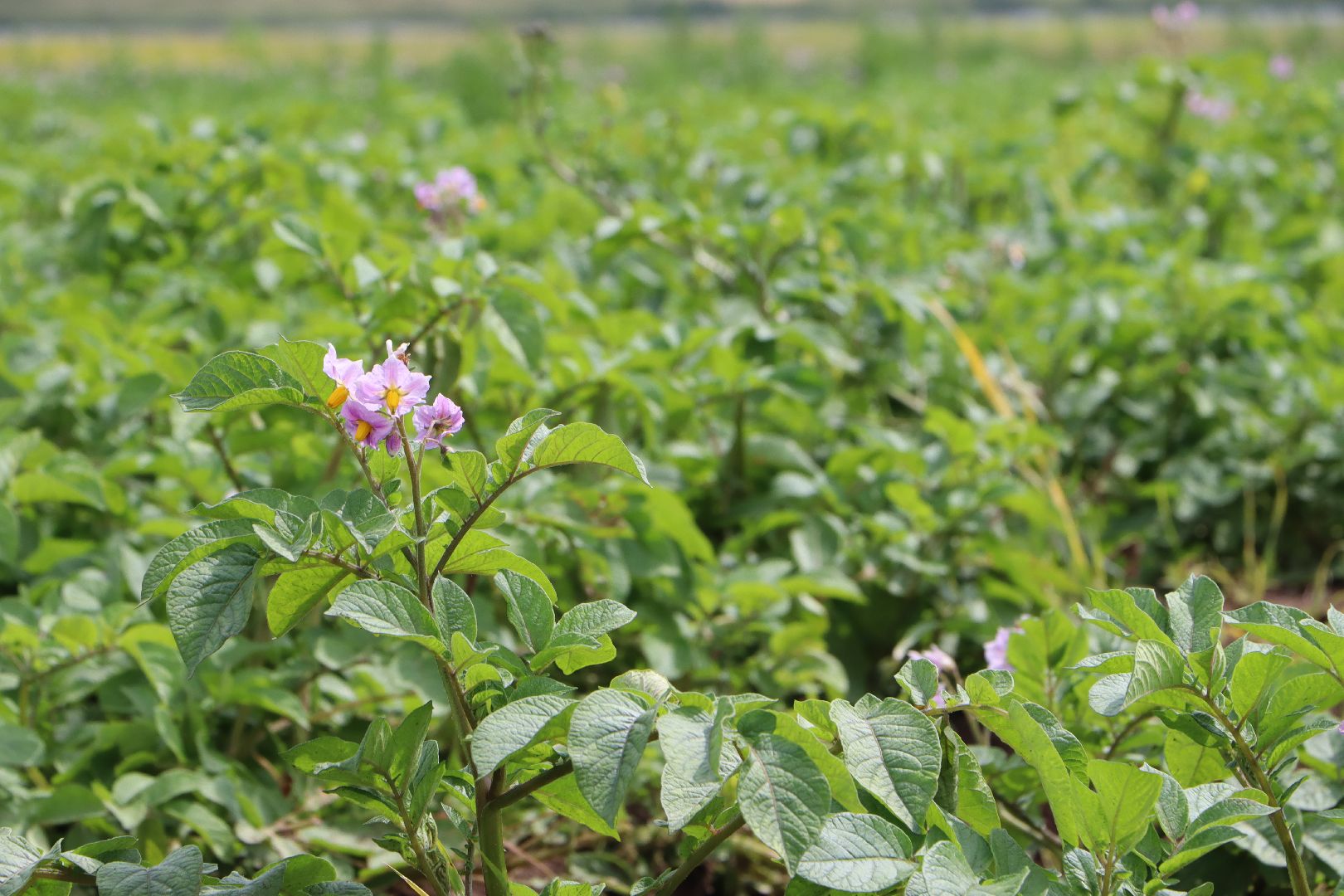 Серебряные Пруды, сельское хозяйство, урожай 2023